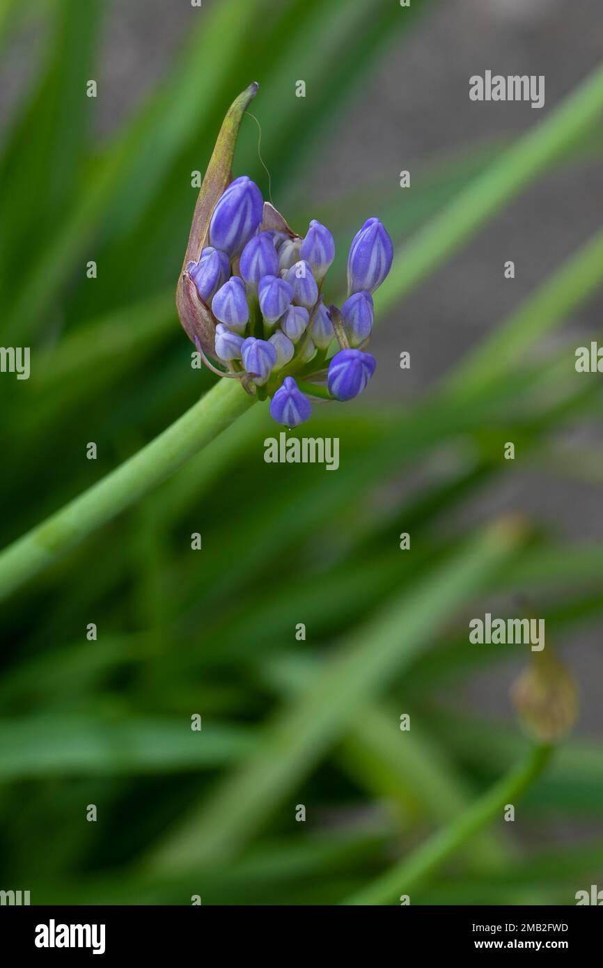 Dettaglio, Macro,Giglio del Nilo Agapanthe Agapanthus, Giglio africano che comincia a fiorire. Le prime roseboccioli blu aperte e chiuse iniziano a comparire su un peduncolo, Foto Stock