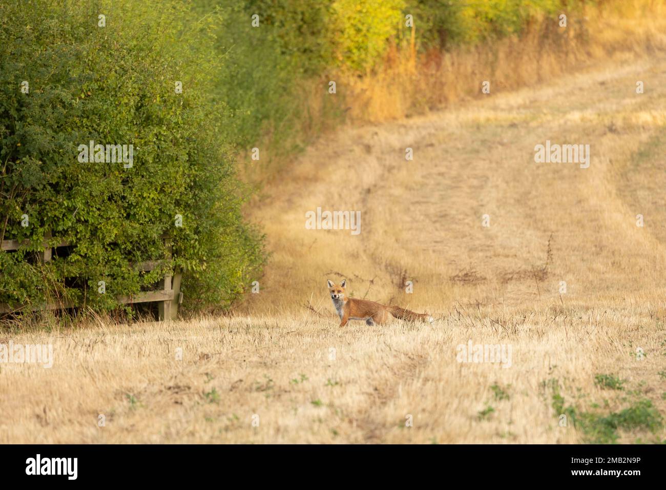 Femmina selvatica, vixen volpe rossa nome scientifico Vulpes vulpes caccia in un campo di coltura recentemente tagliato Foto Stock