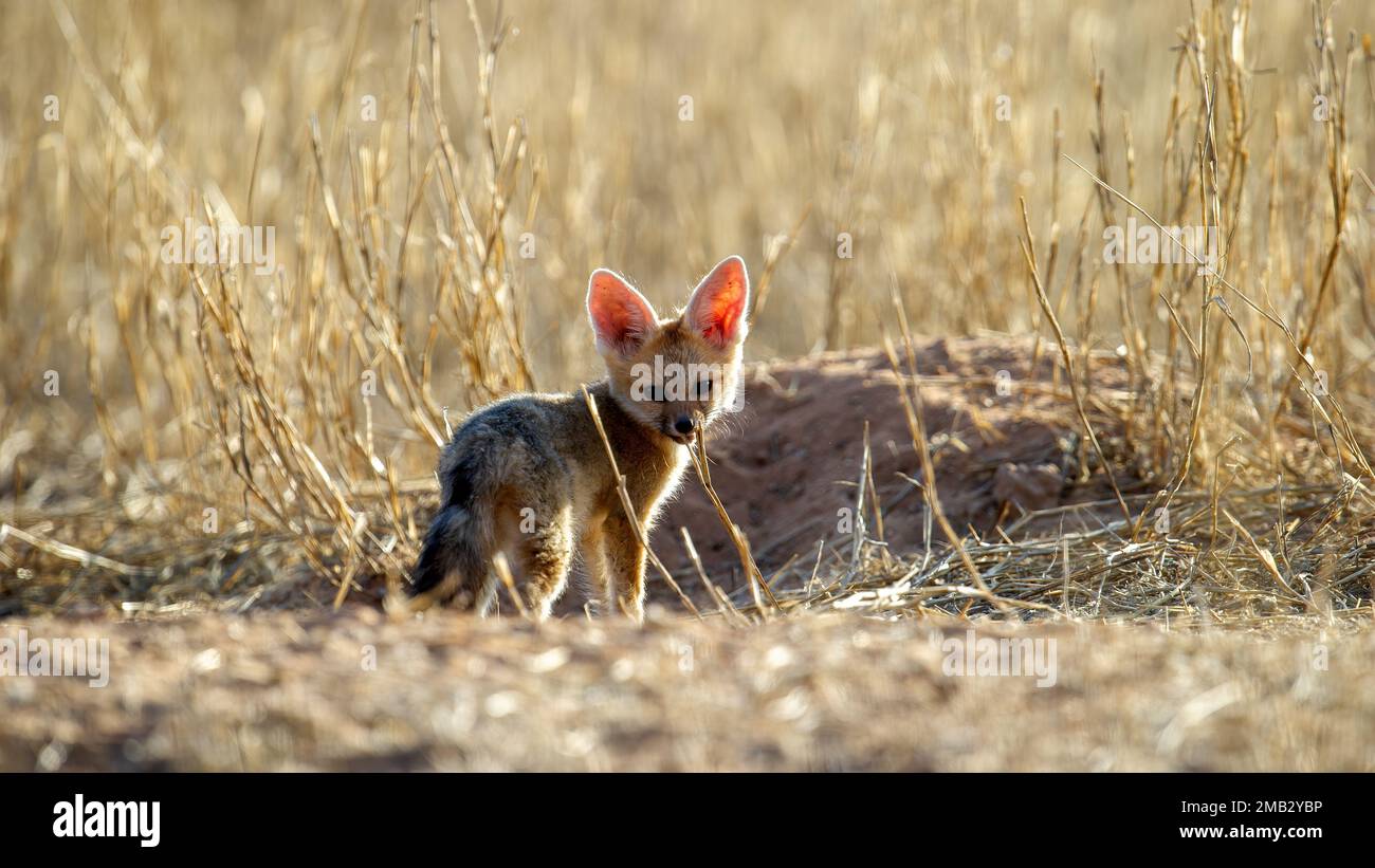 Cape Fox (Vulpes chama) Kgalagadi Transfrontier Park, Sudafrica Foto Stock