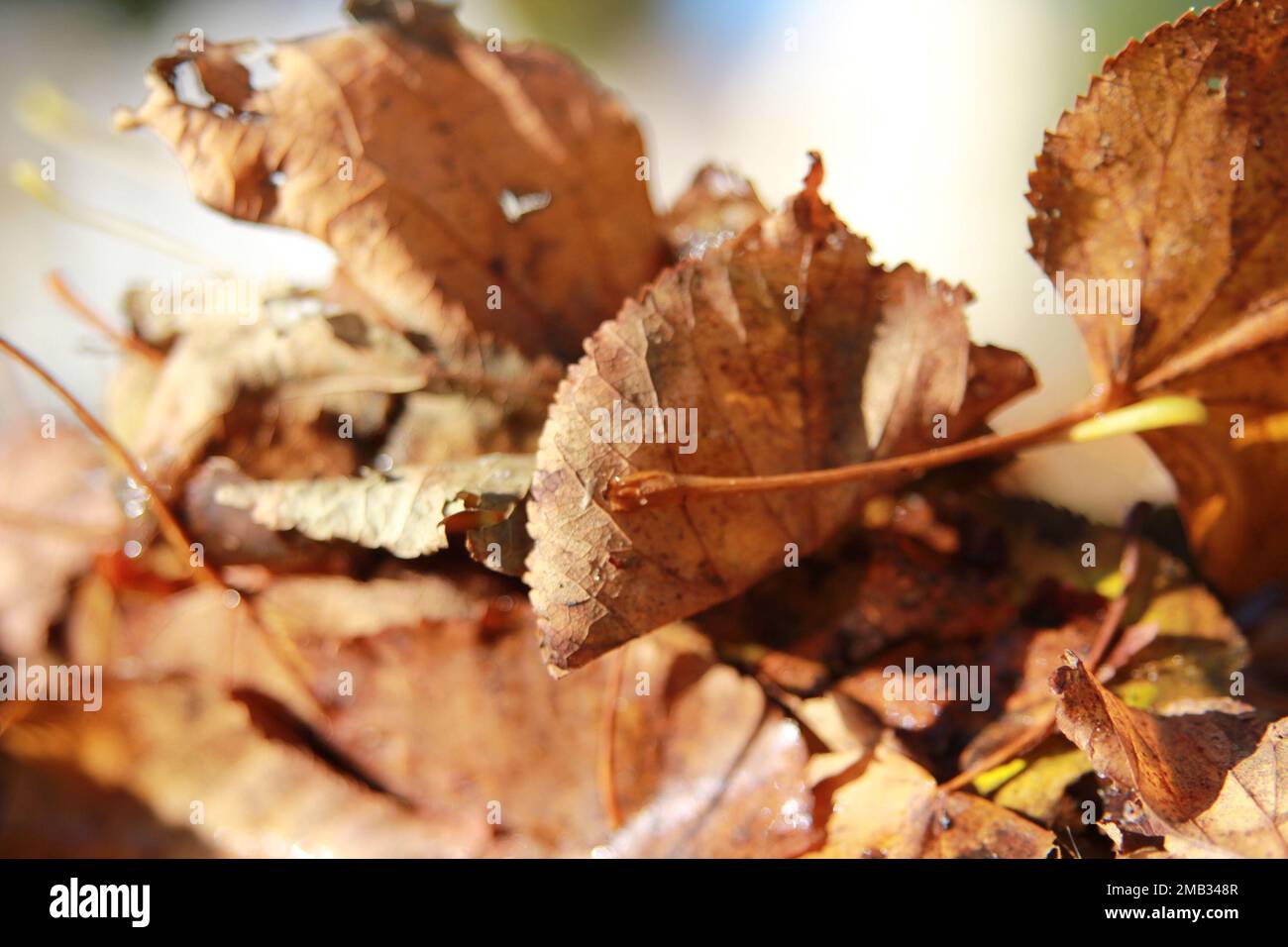 Herbstblätter Foto Stock