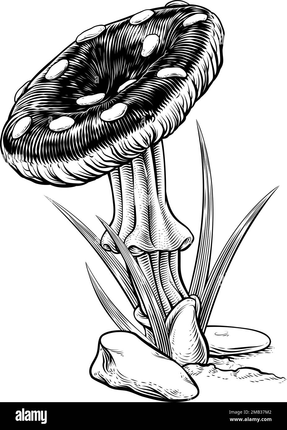 Fungo Fungo Fungo Fungo Vintage legno inciso Illustrazione Vettoriale