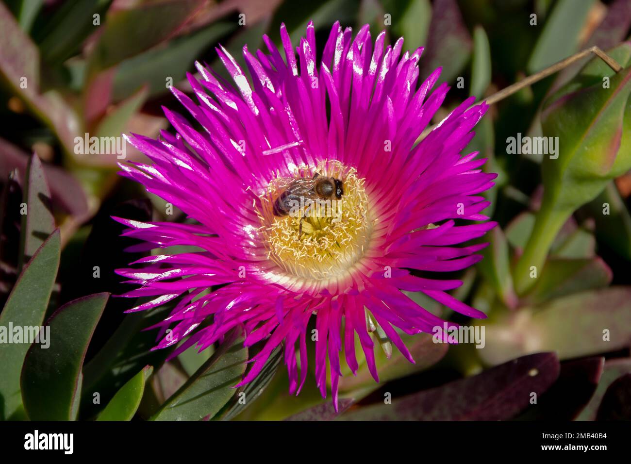 Un Ape su un fiore rosa Foto Stock