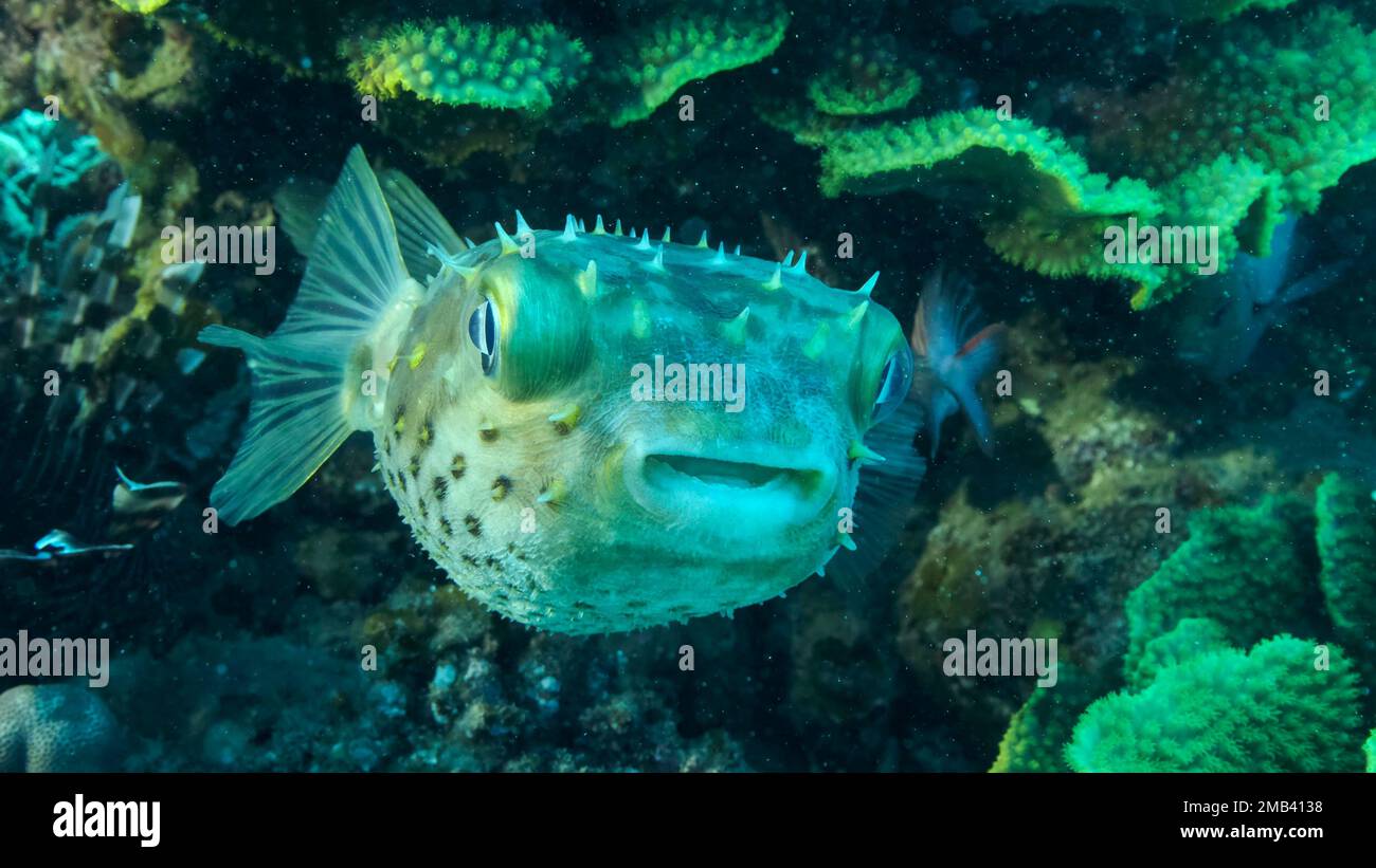 Porcupinefish si nasconde sotto il corallo della lattuga. Ajargo, Porcupinefish gigante o Porcupine macinato (Diodon hystrix) e Letuce corallo o giallo Foto Stock