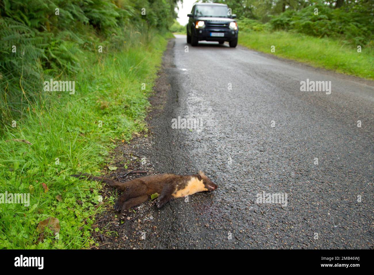 Marea di pino europeo (Martes martes) adulto morto su una strada di campagna, Ardnamurchan, Scozia, Regno Unito Foto Stock