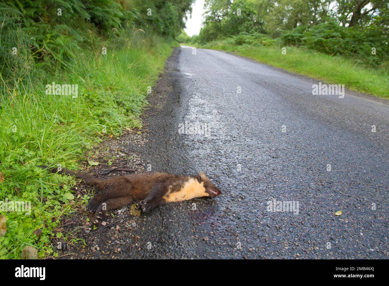 Marea di pino europeo (Martes martes) adulto morto su una strada di campagna, Ardnamurchan, Scozia, Regno Unito Foto Stock