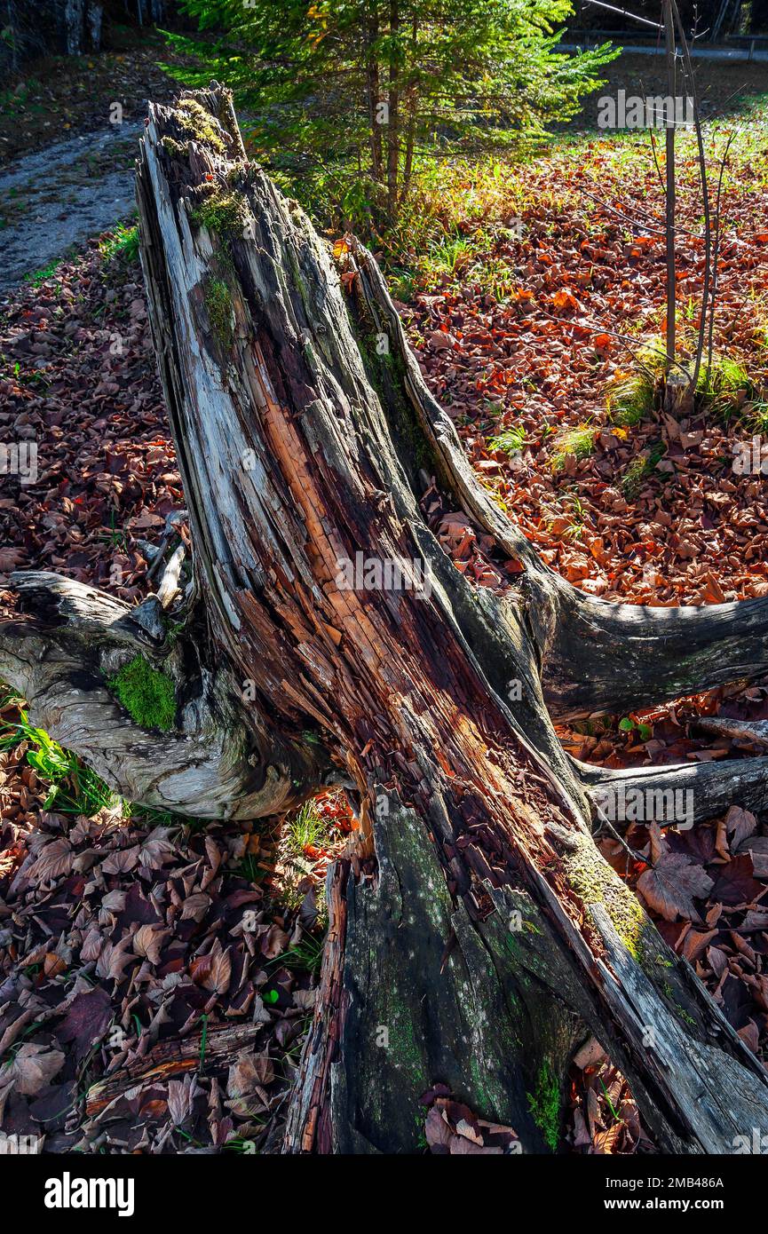 Tronco di albero rotto, legno decadente, Jachenau, Baviera, Germania Foto Stock