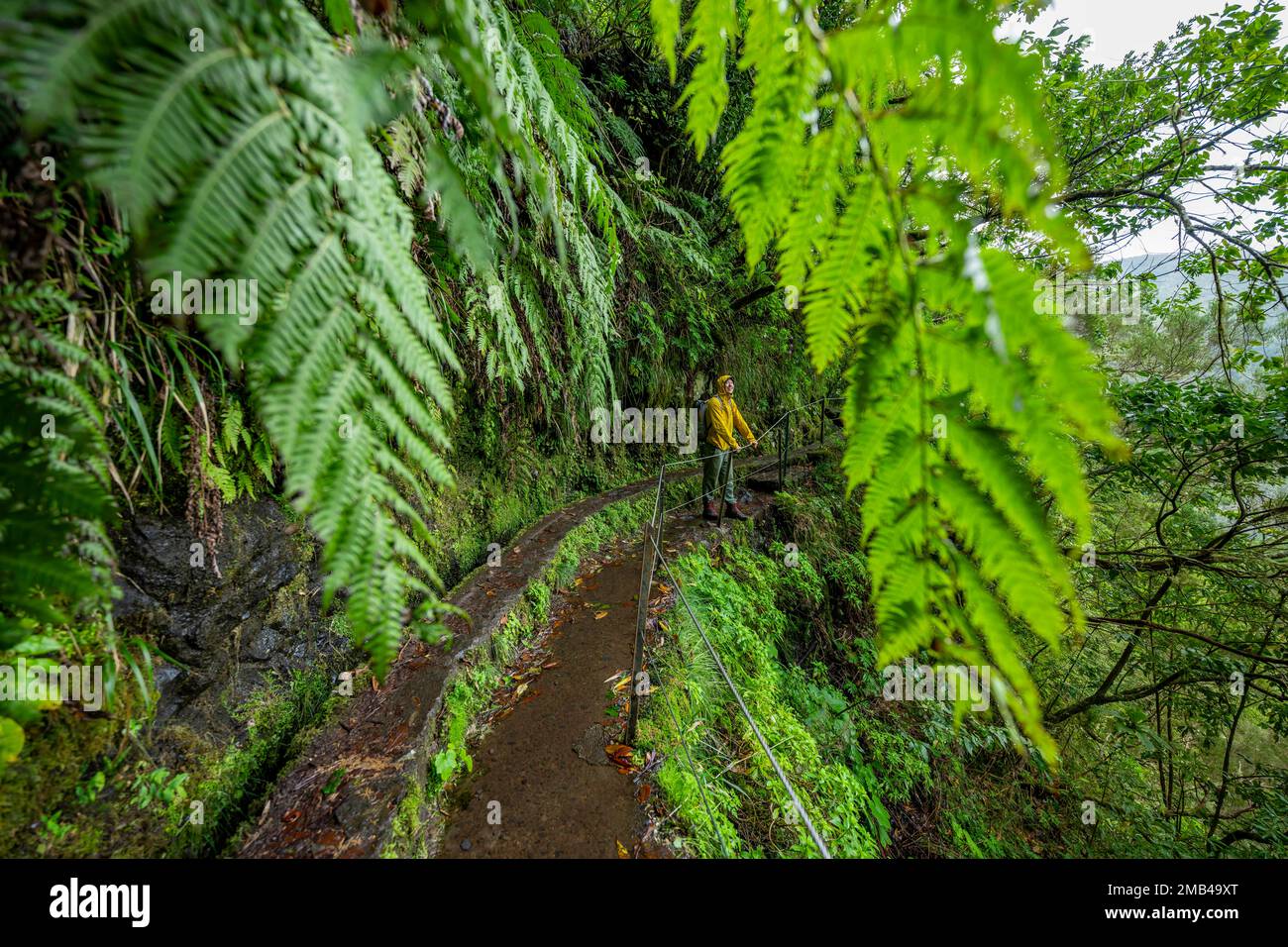 Escursionisti su uno stretto sentiero lungo una levada, in una foresta densamente coltivata con felci, Levada do Caldeirao Verde, Parque Florestal das Queimadas Foto Stock