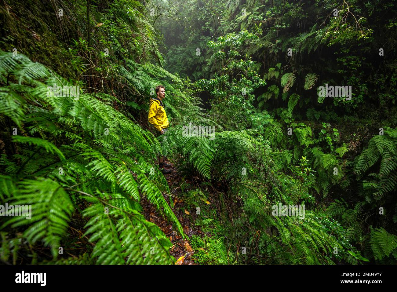 Escursionisti su uno stretto sentiero tra felci, in una foresta densamente coltivata, Levada do Caldeirao Verde, Parque Florestal das Queimadas, Madeira, Portogallo Foto Stock