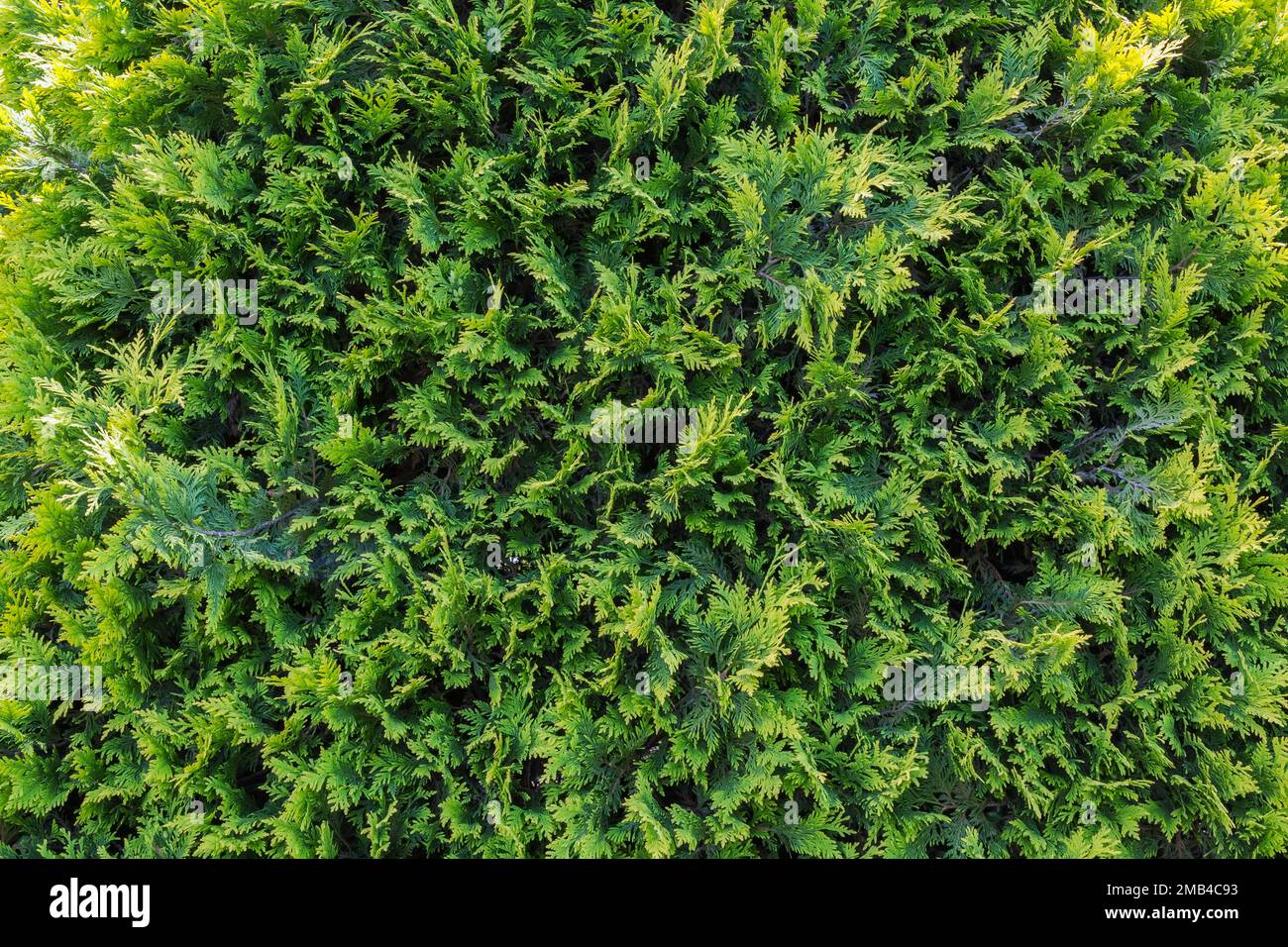 Cedro bianco smeraldo (Thuja occidentalis) fogliame in estate, Quebec, Canada Foto Stock