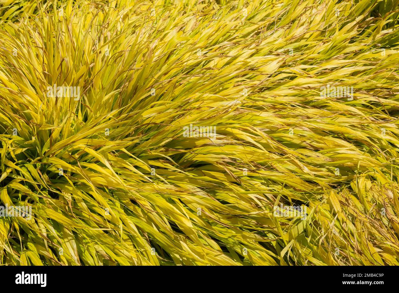 Tutta l'erba ornamentale d'oro (Hakonechloa macra) in estate, Montreal, Canada Foto Stock