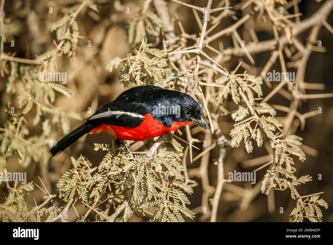 Crimson ha allevato Gonolek in un arbusto nel parco di Kgalagadi, Sudafrica; specie Laniarius atrococcineus famiglia di Malaconotidae Foto Stock