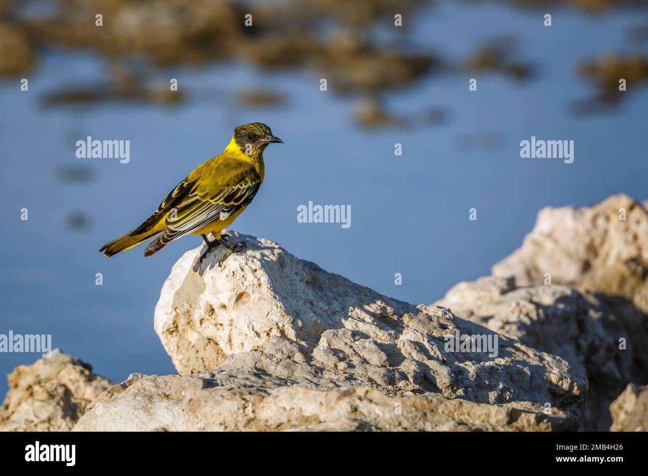 African Black Headed Oriole in piedi su una roccia presso la buca d'acqua nel parco di Kgalagadi transfrontier, Sudafrica; specie Oriolus larvatus famiglia di Oriolidae Foto Stock