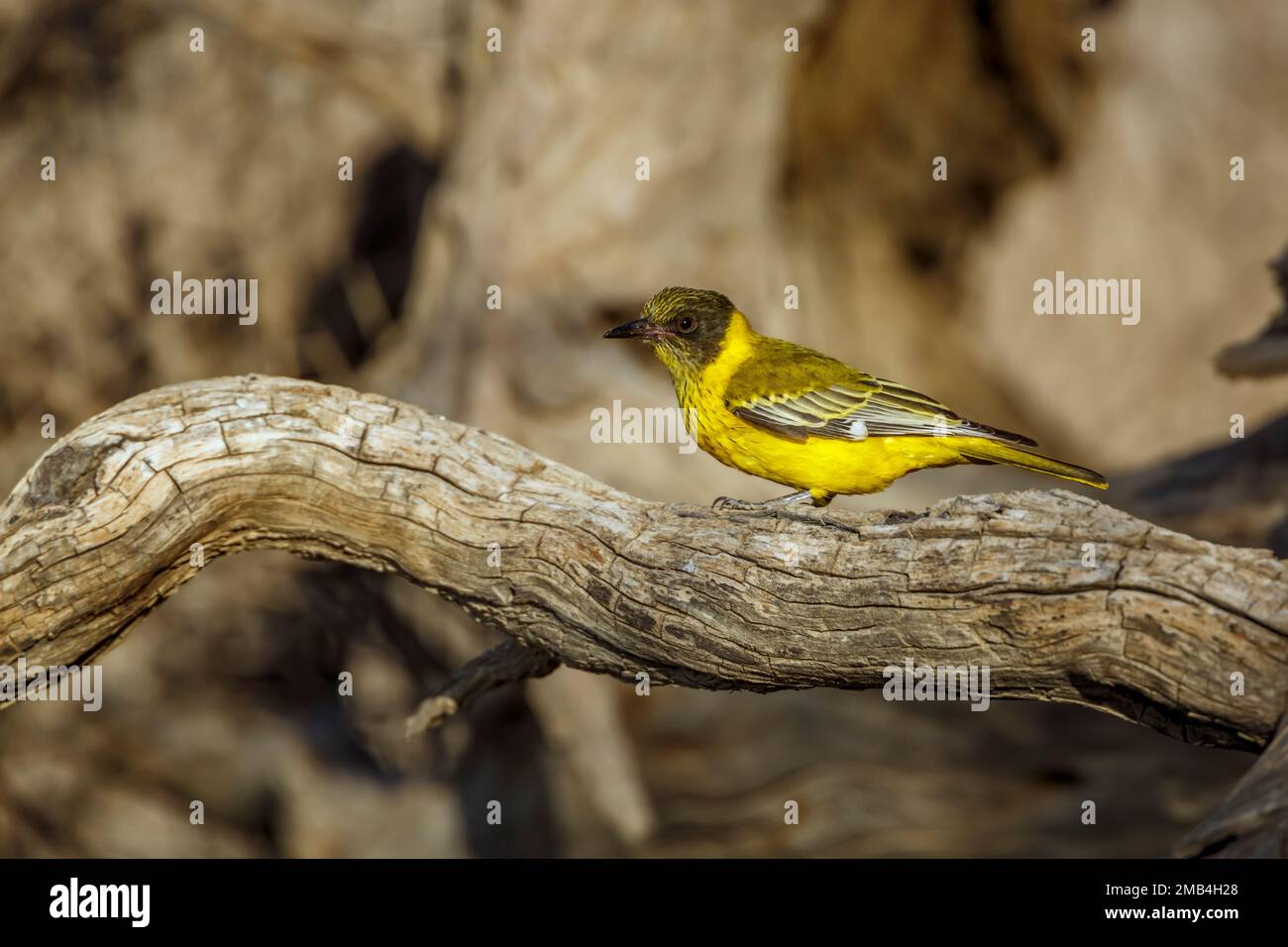 African Black Headed Oriole in piedi su una vista laterale in tronchi nel parco di Kgalagadi transfrontier, Sudafrica; specie Oriolus larvatus famiglia di Oriolidae Foto Stock