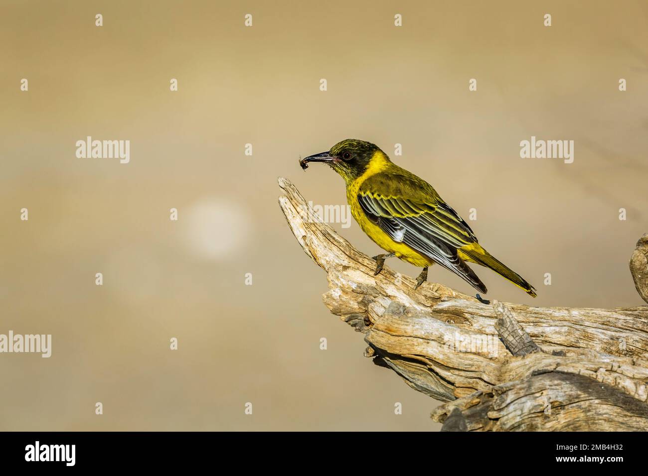 African Black Headed Oriole in piedi su un tronco con preda di insetto nel parco di Kgalagadi transfrontier, Sudafrica; specie Oriolus larvatus famiglia di Orioli Foto Stock