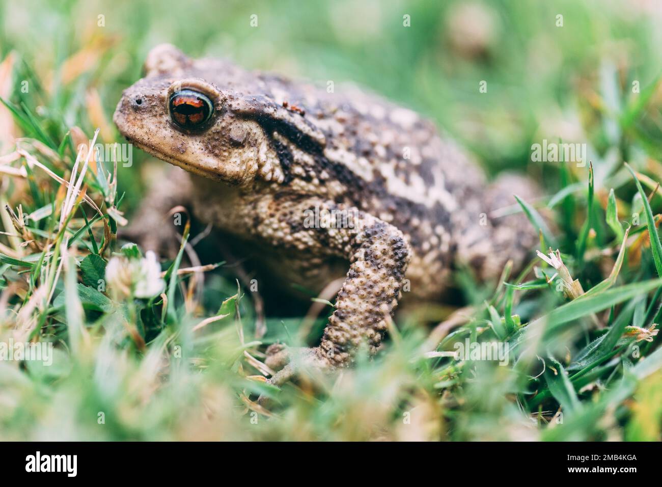 Toad in un prato Foto Stock