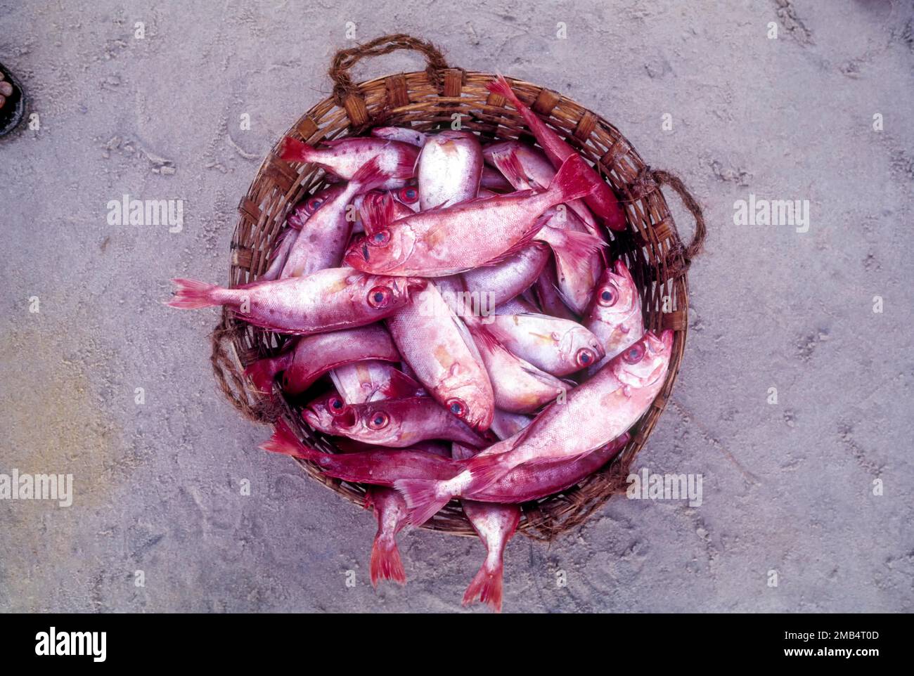 Un cestino pieno di Sankara (Lutjanus campechanus) pesce fresco in vendita, Kerala, India, Asia. Red Snapper, Sea Food Foto Stock