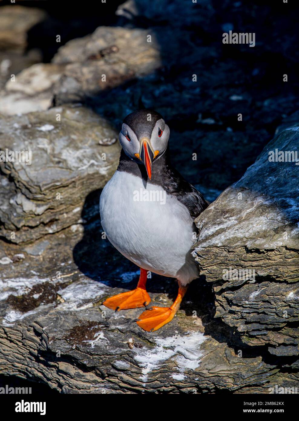 Puffins, testa di Marwick, Orkney Foto Stock