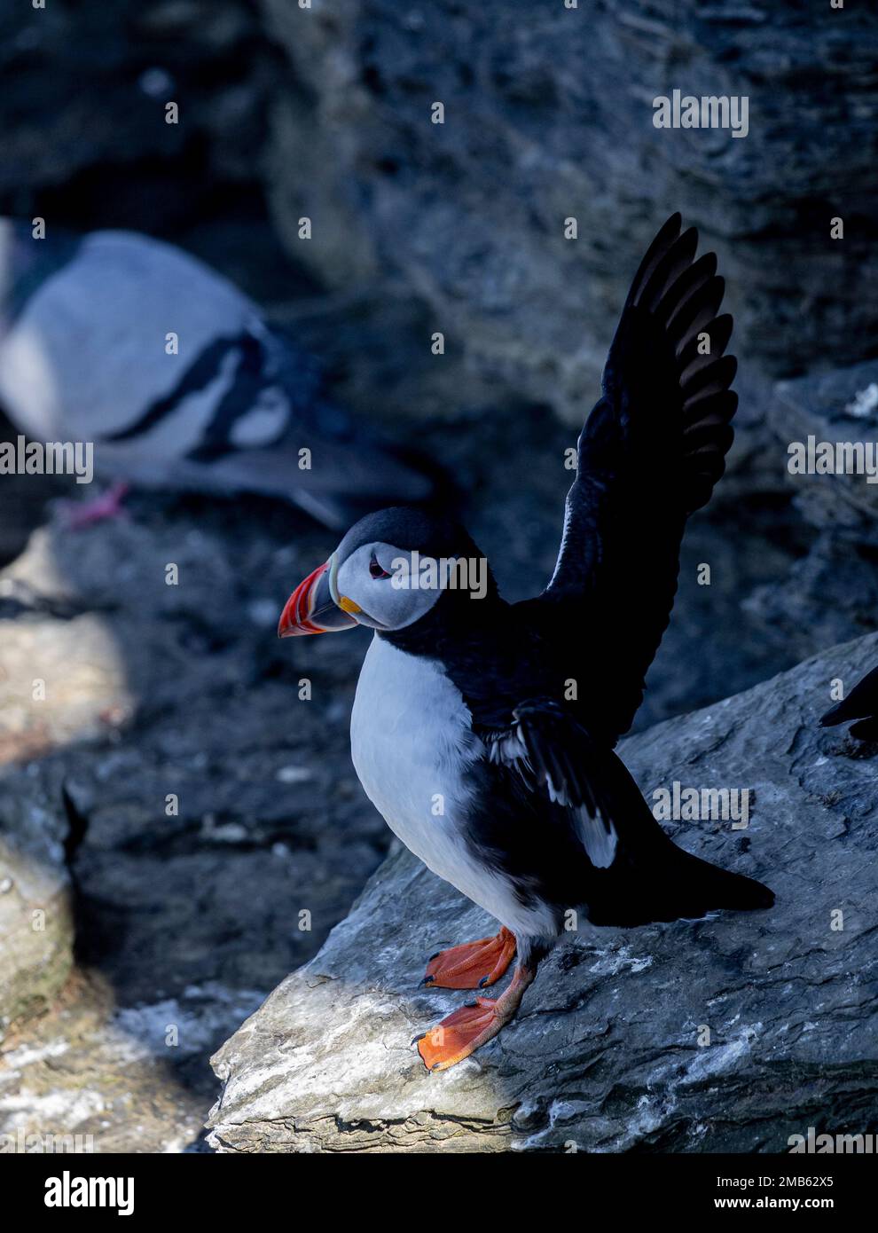 Puffins, testa di Marwick, Orkney Foto Stock