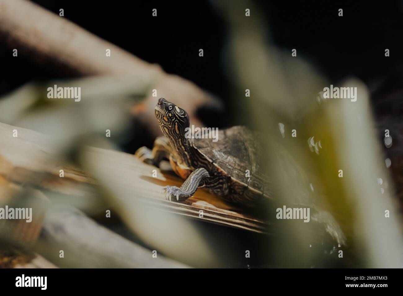 Northumberland UK: 6th Giugno 2022: Northumberland Zoo False Map Turtle, Graptemys pseudogeographica Foto Stock