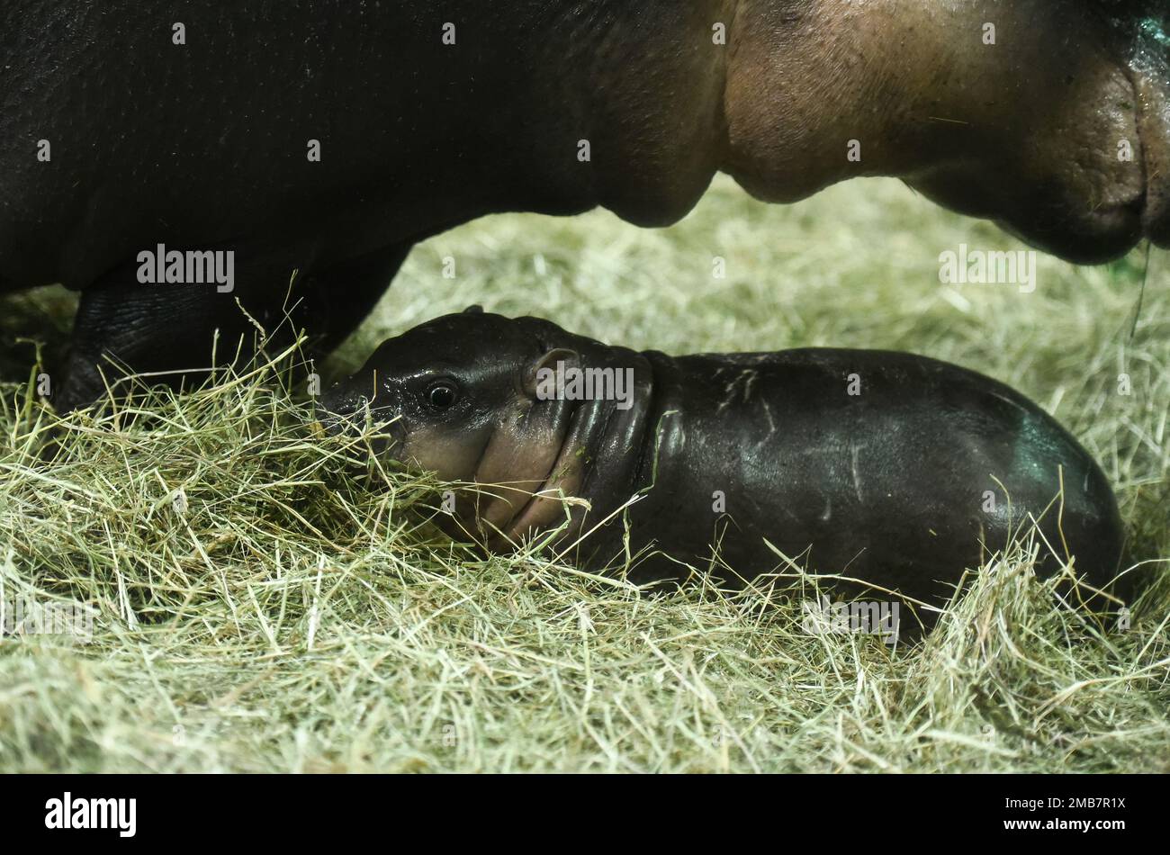 Un nuovo membro della famiglia dei pygmy ippopotamus è stato introdotto allo Zoo di Zagabria, Croazia il 20 gennaio 2023. Foto: Neva Zganec/PIXSELL Credit: Pixsell/Alamy Live News Foto Stock