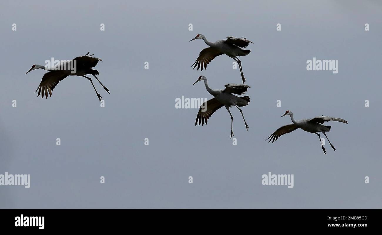 Gru di Sandhill presso l'Hivassee Wildlife Refuge di Birchwood, Tennessee Foto Stock