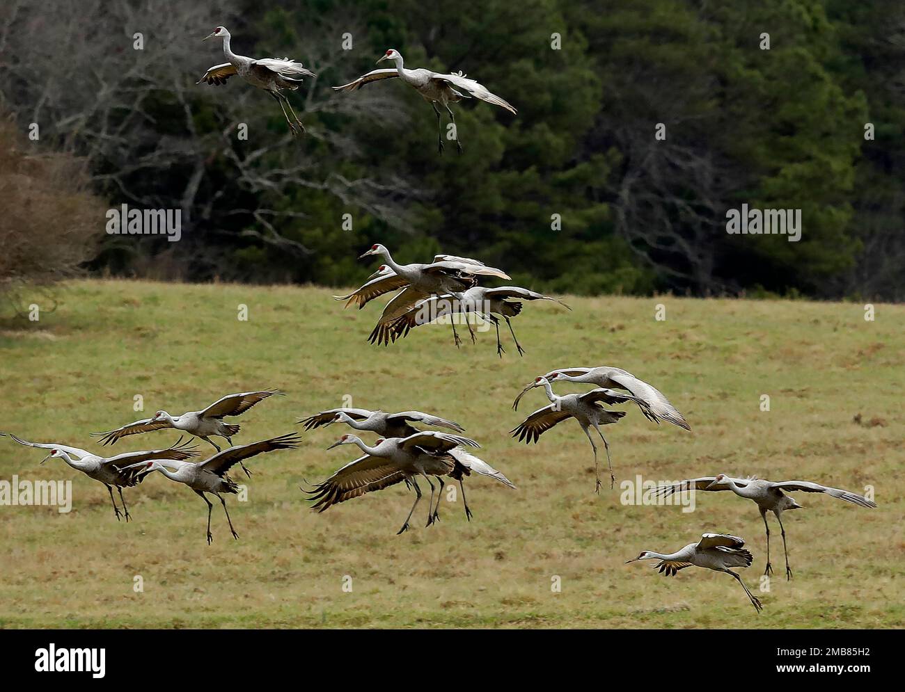 Gru di Sandhill presso l'Hivassee Wildlife Refuge di Birchwood, Tennessee Foto Stock