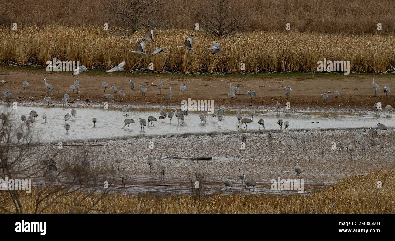 Gru di Sandhill presso l'Hivassee Wildlife Refuge di Birchwood, Tennessee Foto Stock