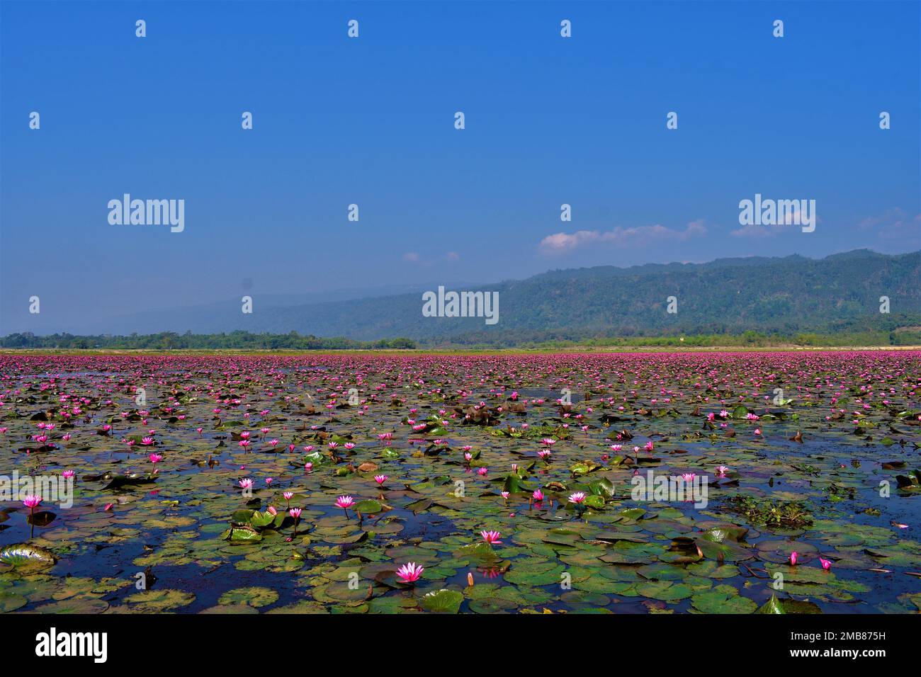 Il giglio rosa/loto fiorisce in numero numeroso in Dibir Hawor Bangladesh vicino al confine indiano Foto Stock