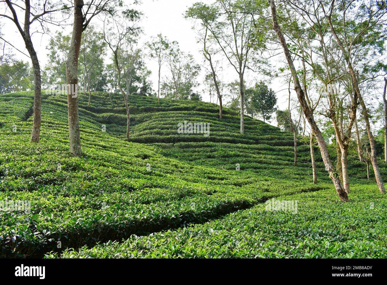 Bellissimo giardino del tè in Bangladesh con lussureggiante piantagione verde su colline ondulate Foto Stock