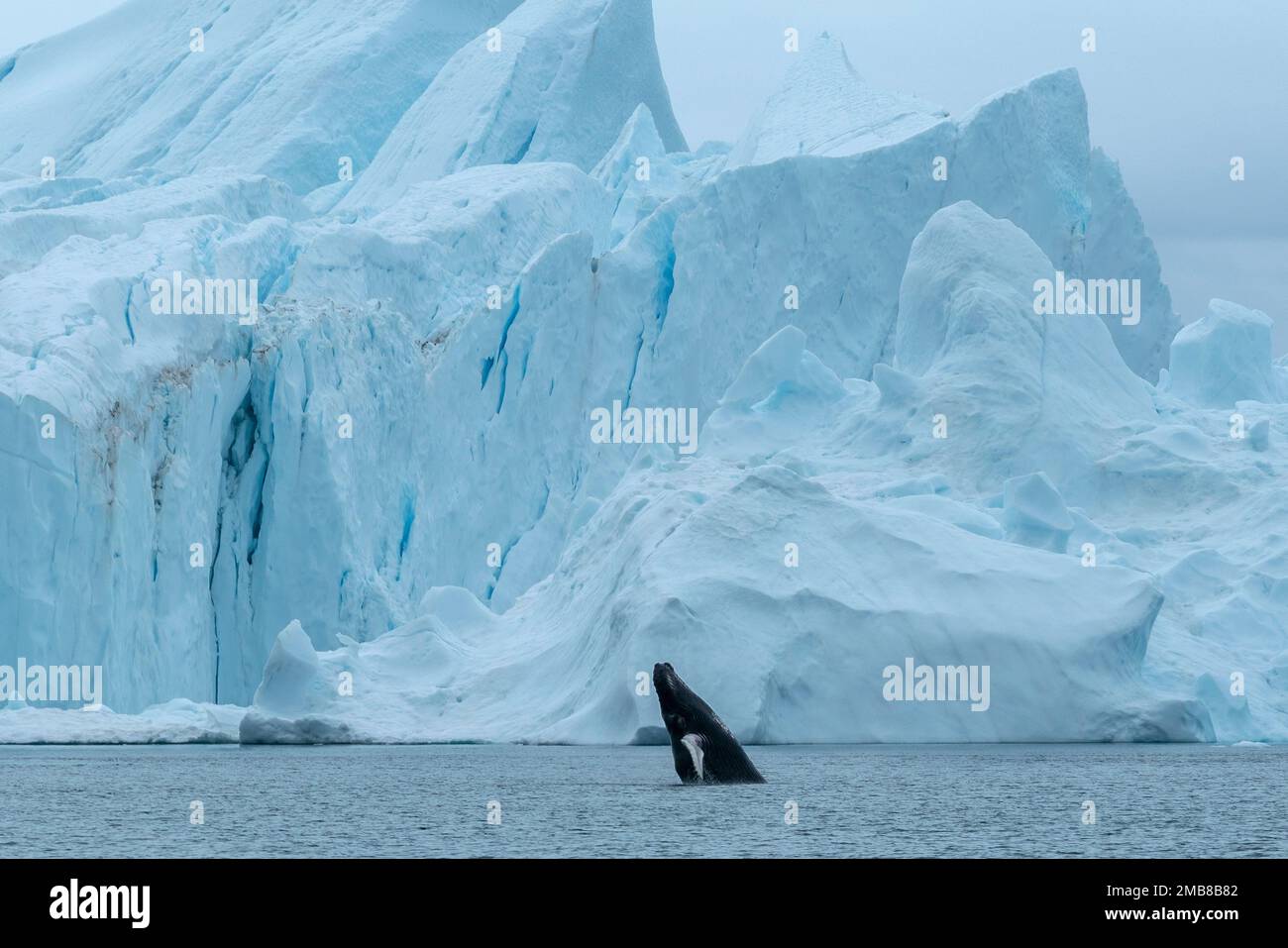 Violazioni delle megattere contro l'iceberg al di fuori della groenlandia ilulissat. Foto Stock