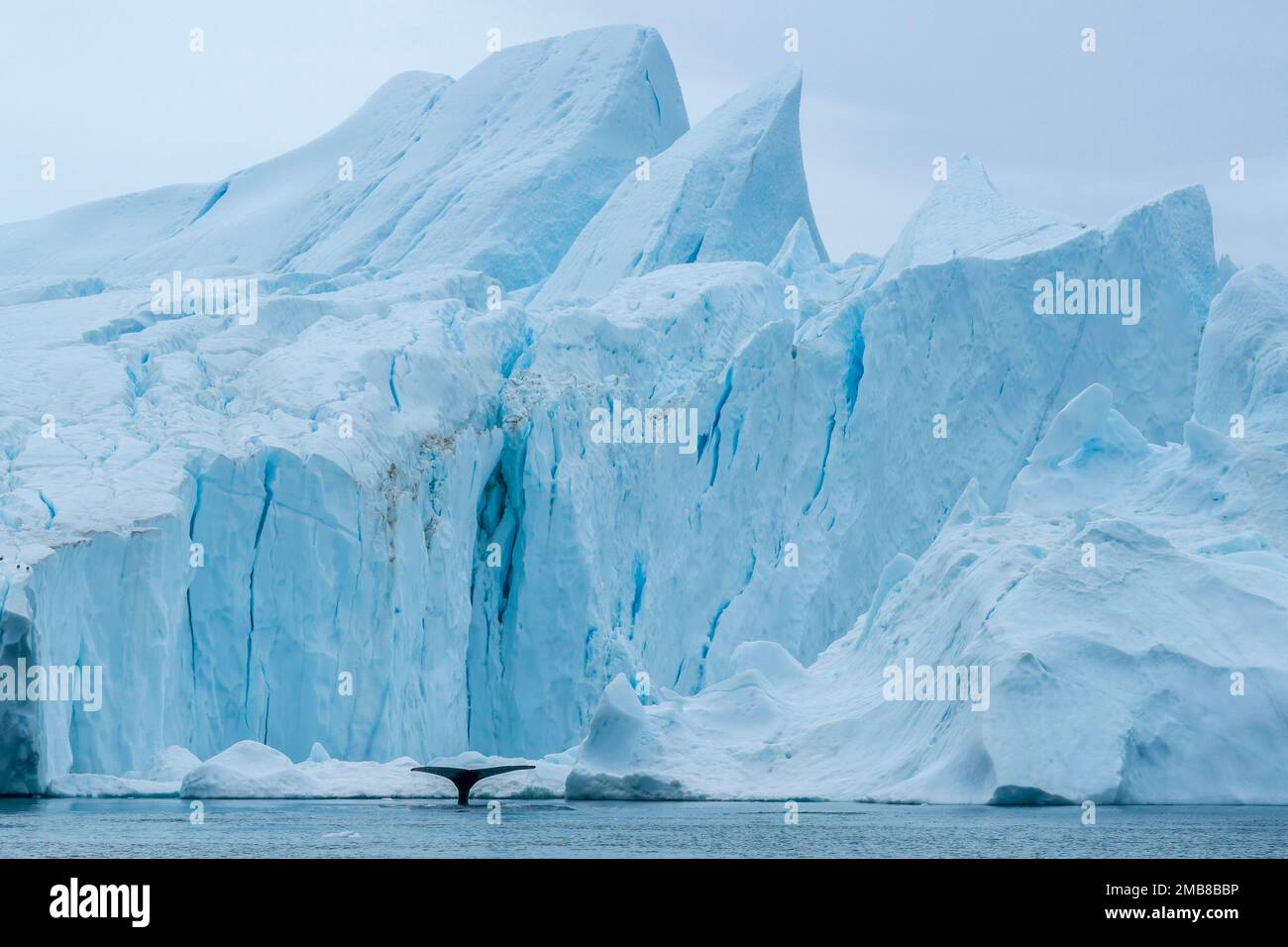 Coda di megattere lungo l'iceberg nei pressi di Ilulissat, Groenlandia. Foto Stock