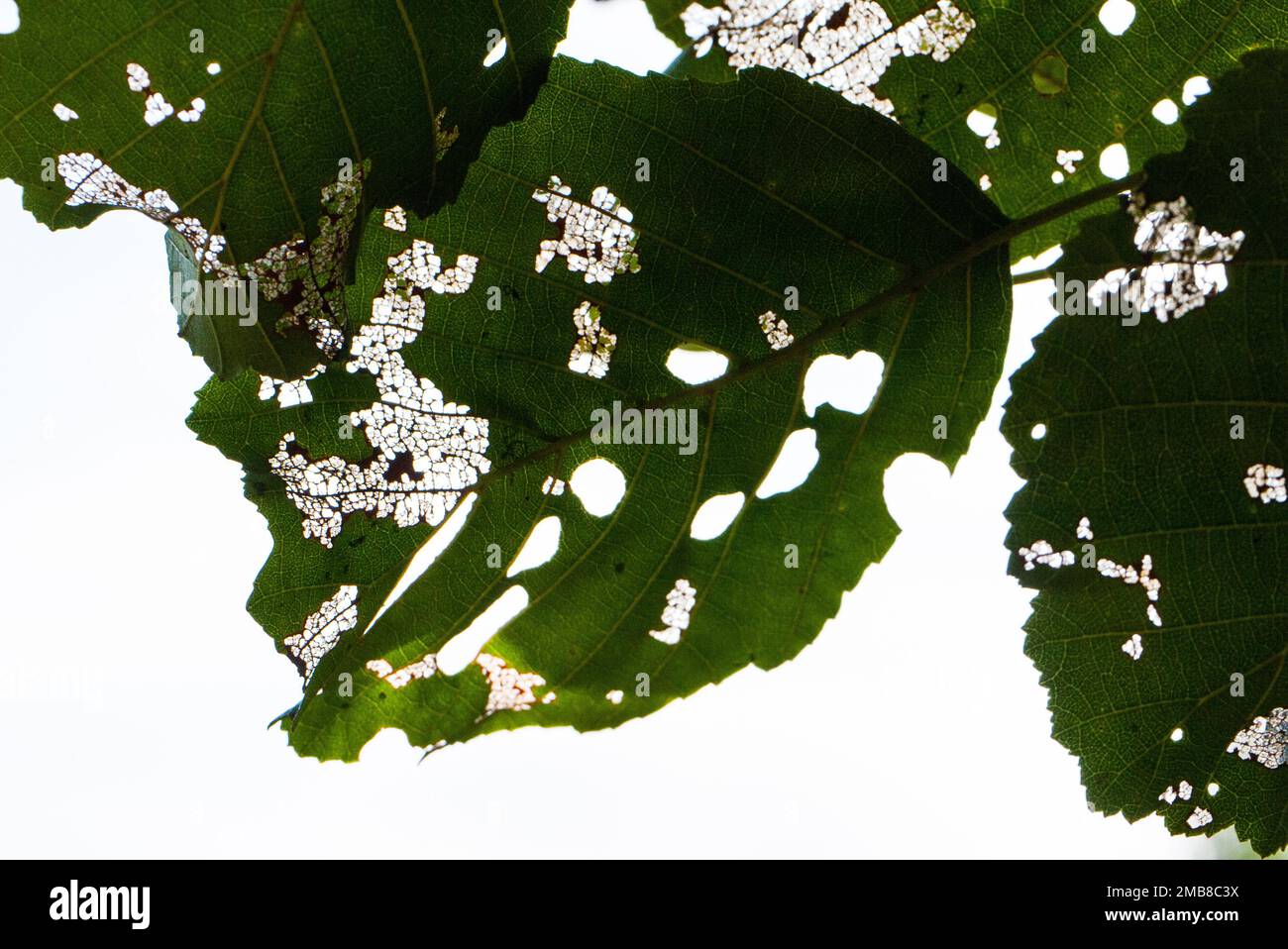 Foglie Skeletonizing causato da insetti, UK. Foto Stock