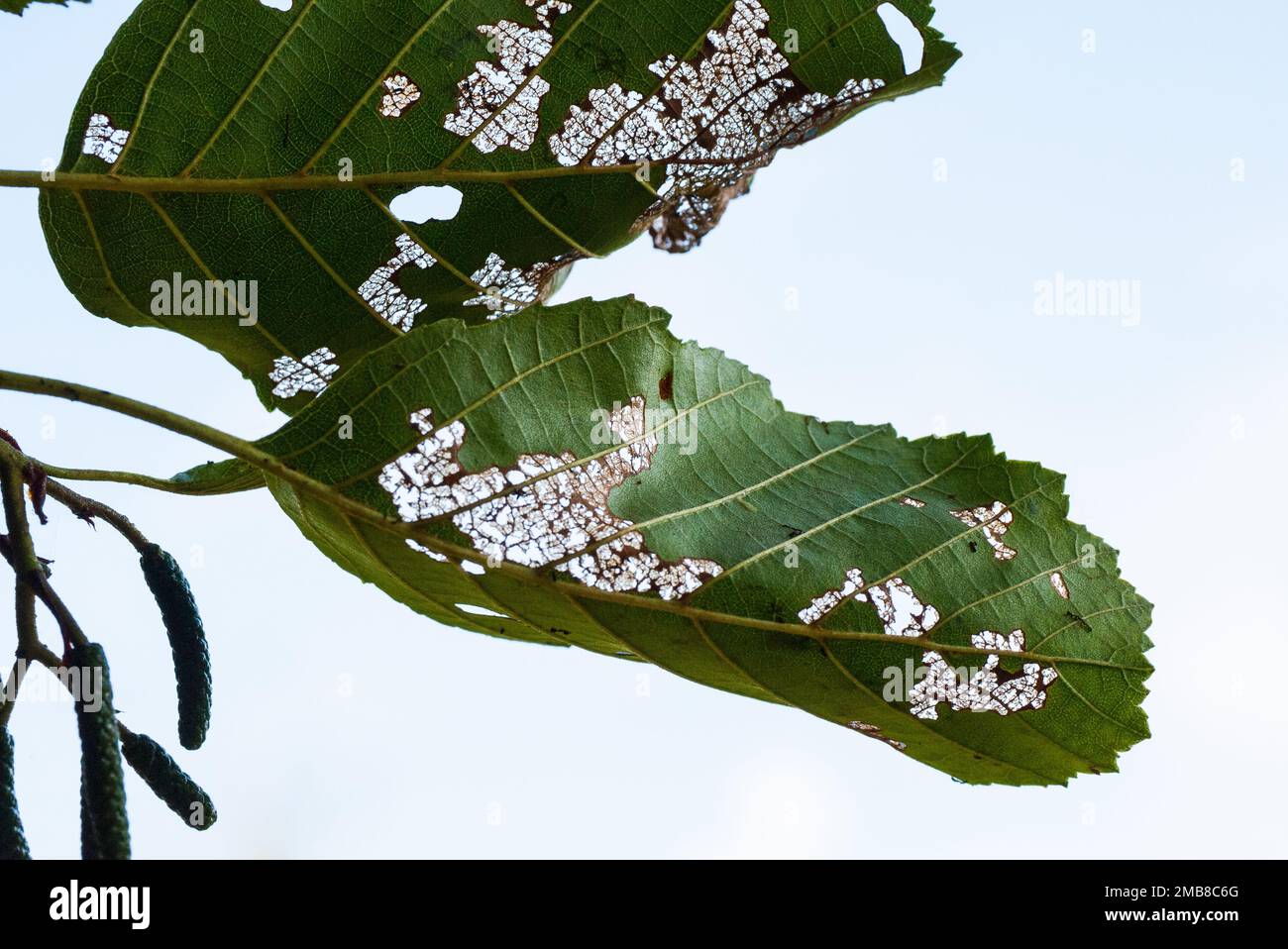 Foglie Skeletonizing causato da insetti, UK. Foto Stock