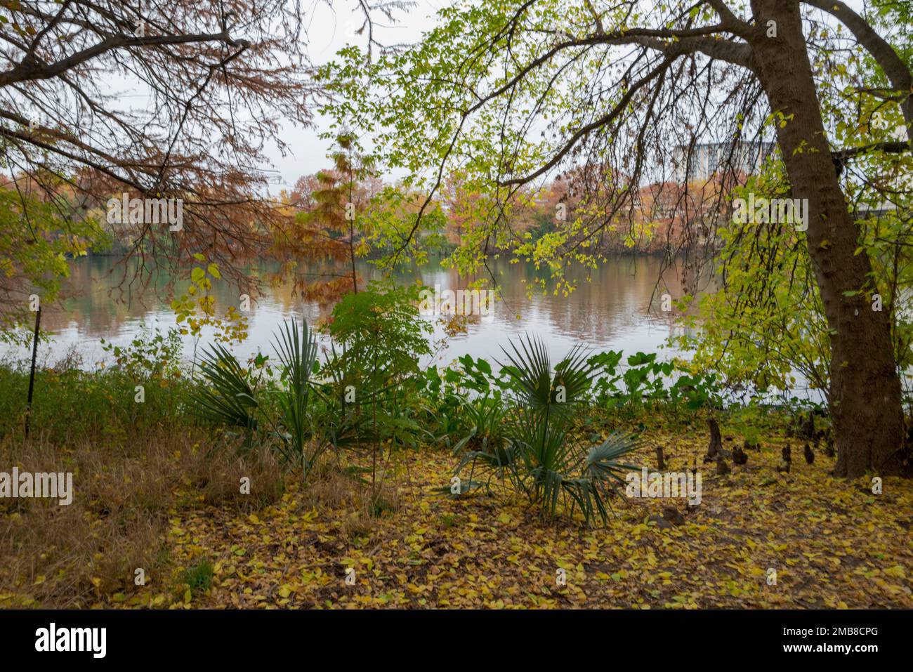 Bellezza primordiale lungo il fiume Colorado, noto anche come lago Ladybird, Austin, Texas. Foto Stock