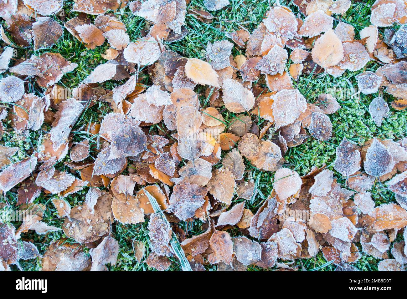 Congelati foglie di betulla d'argento su prato d'erba, Regno Unito. Foto Stock