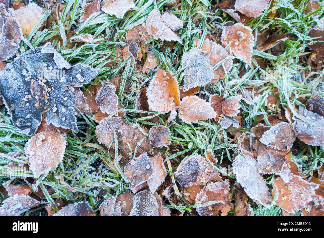 Congelati foglie di betulla d'argento su prato d'erba, Regno Unito. Foto Stock