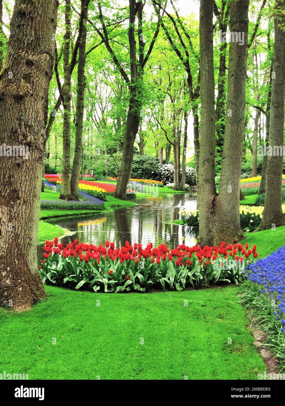 Un colpo verticale di tulipani rossi e fiori colorati fioriscono nel parco vicino stagno circondato da alberi verdi Foto Stock