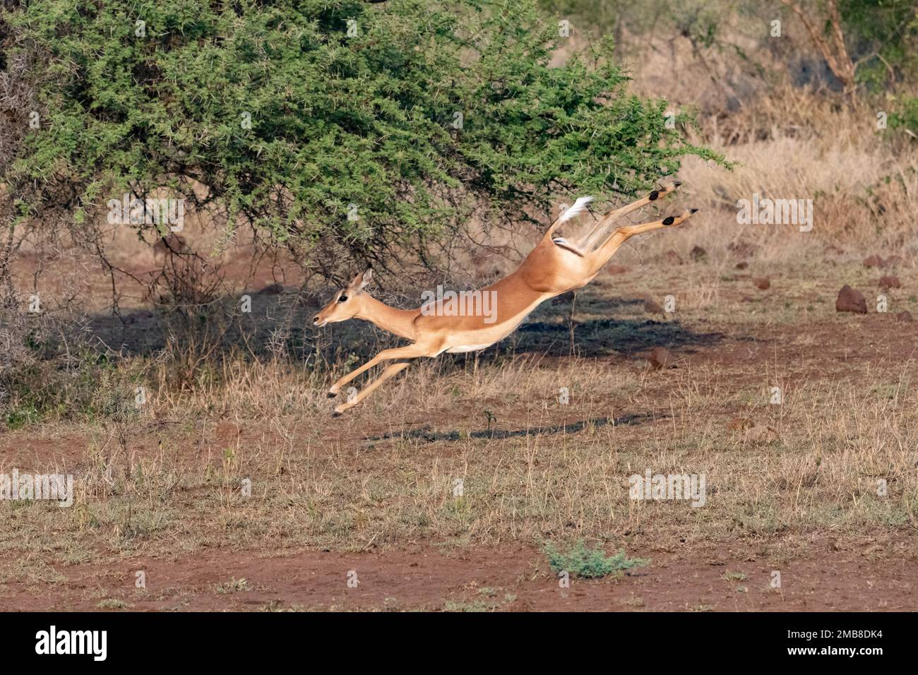 Impala salpando con tutti e quattro i piedi fuori terra mentre correndo nella savana nel Kruger National Park, Sud Africa Foto Stock