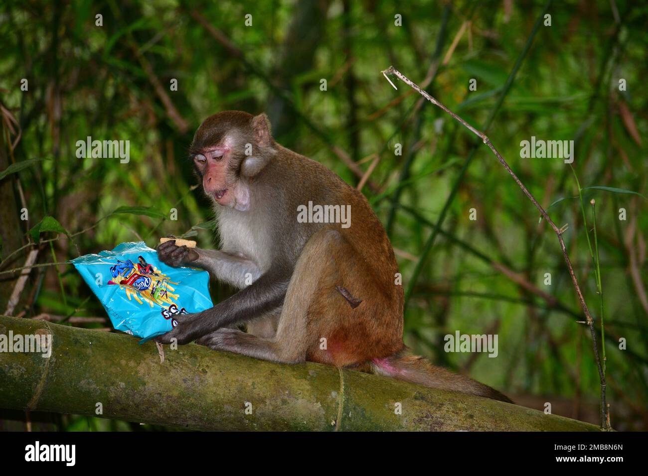 Scimmia mangiare patatine fritte nella foresta selvaggia in Bangladesh Foto Stock