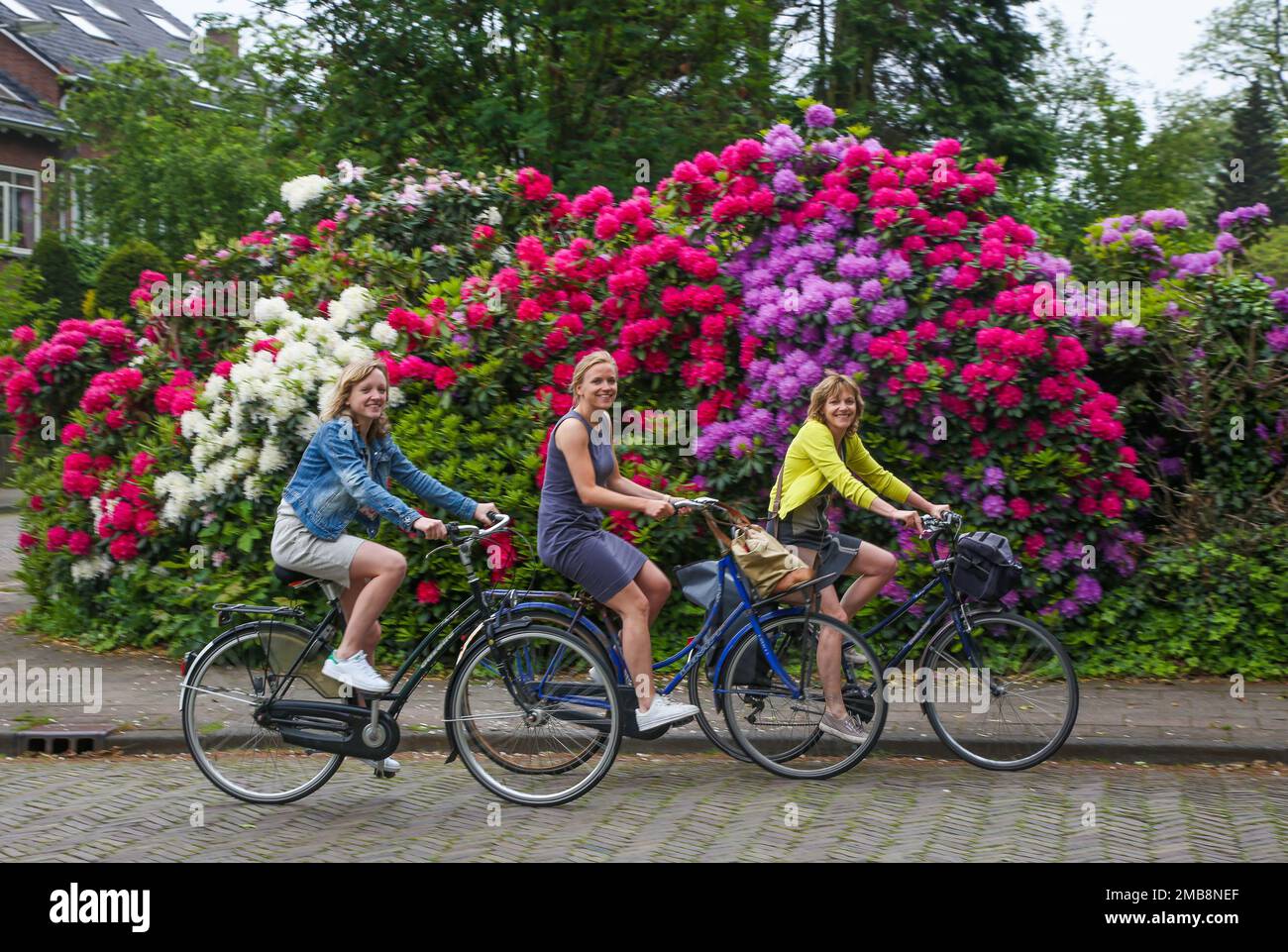 Olanda, Arnhem - Madre e le sue due figlie fiori di rododendro. Foto Stock