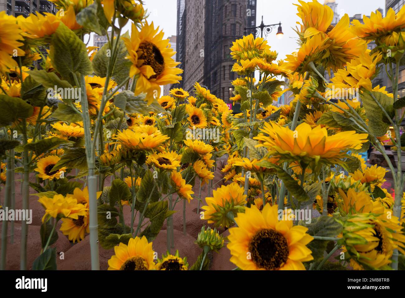 I visitatori di Flatiron Plaza a New York vedono 355 girasoli piantati per la Giornata Nazionale dell’unità in Ucraina in un giovedì piovoso, 19 gennaio 2023. Il giardino di girasole ricorda ai visitatori di stare in piedi con l'Ucraina durante la loro guerra contro la Russia. La mostra è in vista fino a domenica 22 gennaio, la Giornata Nazionale dell’unità dell’Ucraina e 355 giorni dall’invasione. (© Richard B. Levine) Foto Stock