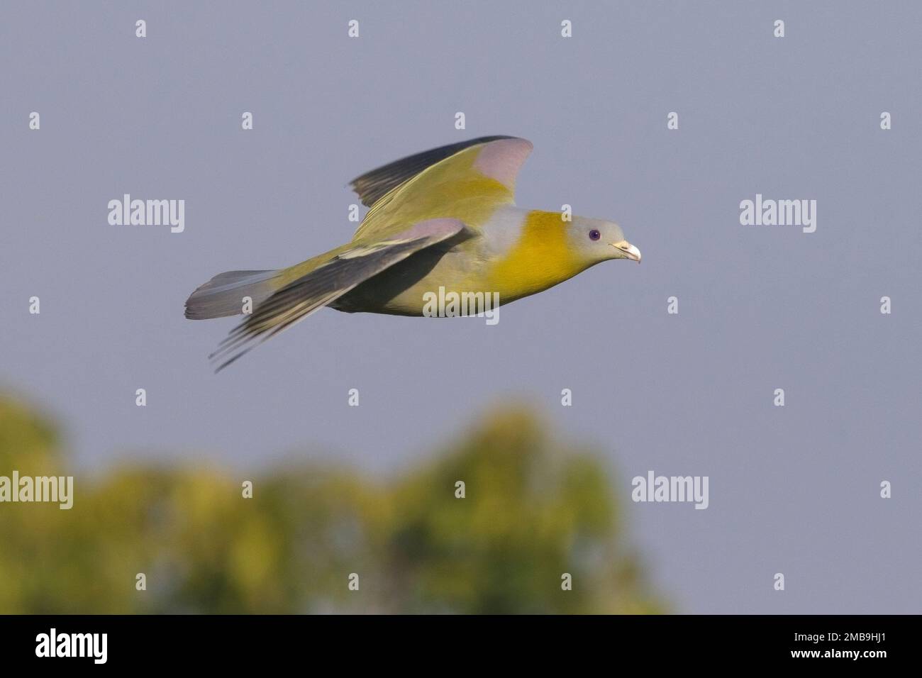 Piccione verde dal piede giallo (Treron phoenicopterus) in volo Foto Stock