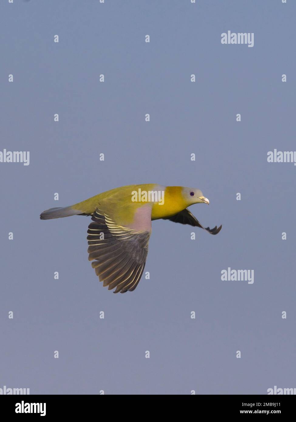 Piccione verde dal piede giallo (Treron phoenicopterus) in volo Foto Stock