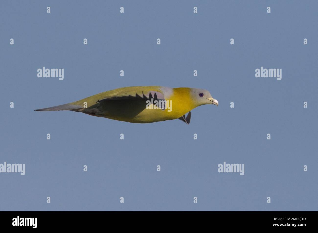 Piccione verde dal piede giallo (Treron phoenicopterus) in volo Foto Stock