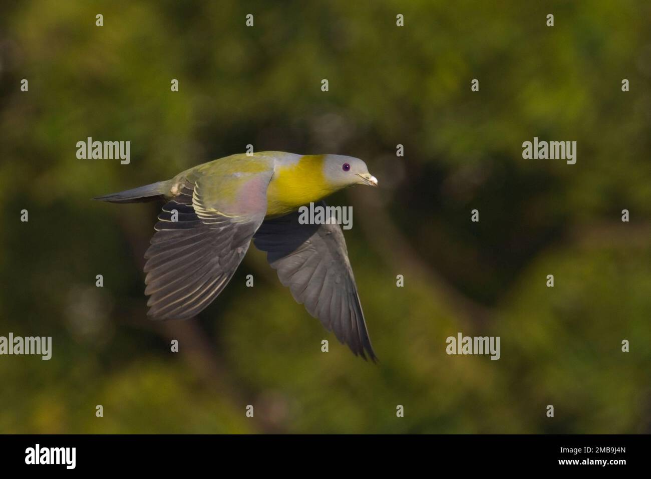 Piccione verde dal piede giallo (Treron phoenicopterus) in volo Foto Stock
