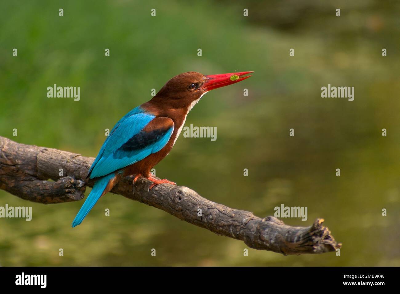 Martin pescatore dalla gola bianca (Halcyon smirrnensis) con prede Foto Stock