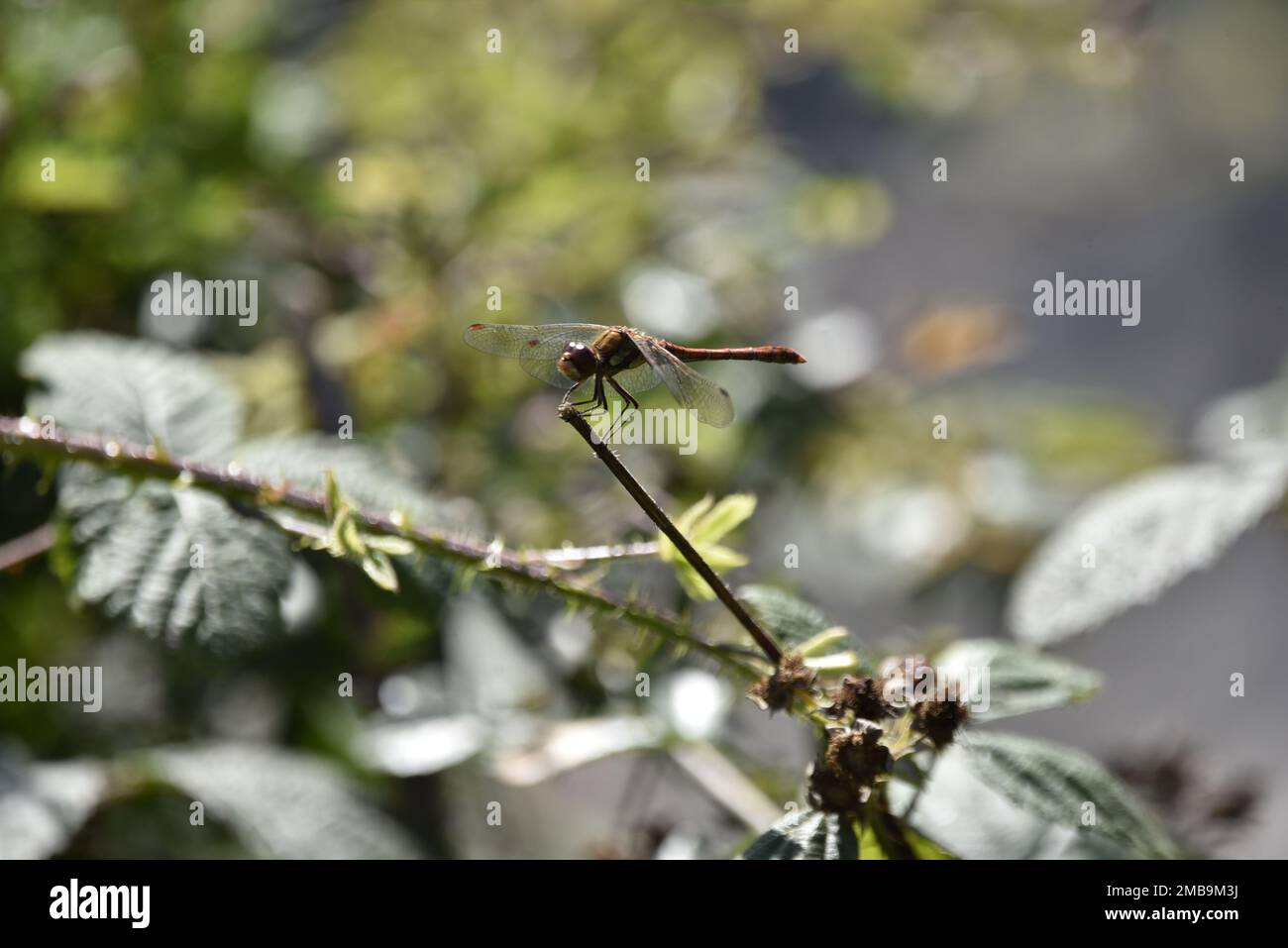 Maschio Darter Dragonfly comune (Sympetrum striolatum) arroccato sulla cima di un Twig a sinistra, con le ali aperte, contro un luminoso, sfondo illuminato dal sole, UK Foto Stock