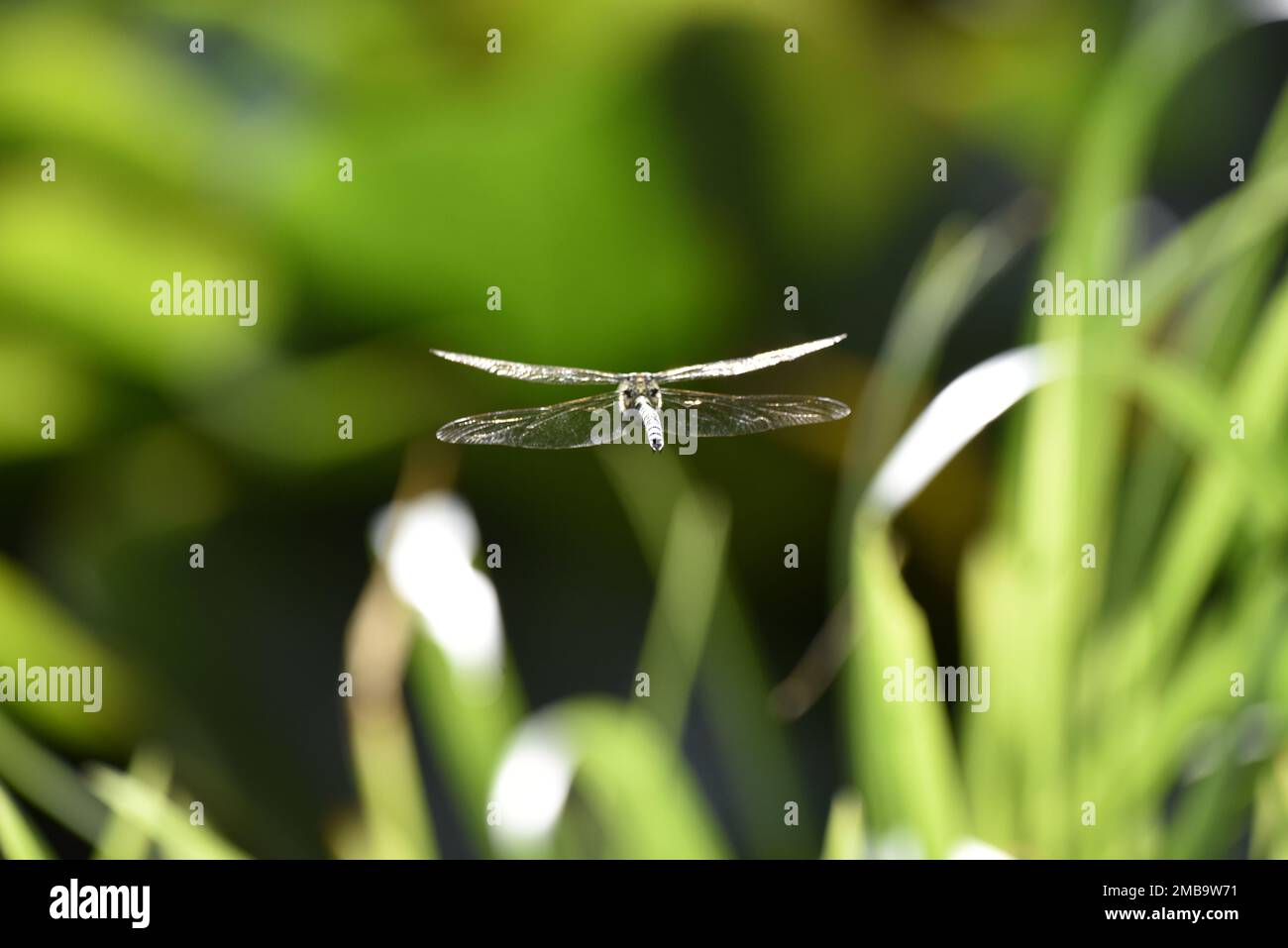 Vista ravvicinata da dietro di una libellula maschio del Southern Hawker (Aeshna cyanea) che vola lontano dalla macchina fotografica, sopra i gambi verdi illuminati dal sole verso lo stagno nel Regno Unito Foto Stock