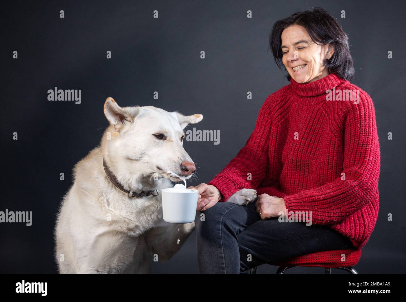 Husky Joshi non vede l'ora di provare la schiuma di latte Foto Stock