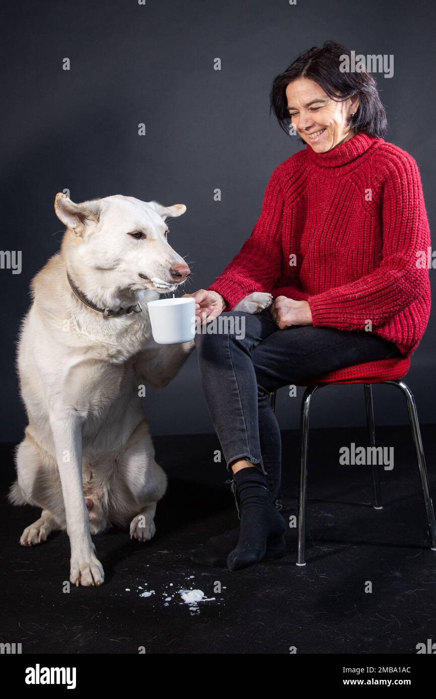 Husky Joshi non vede l'ora di provare la schiuma di latte Foto Stock